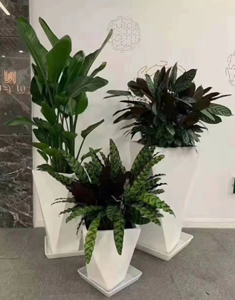 �����̻�ֲ������